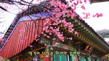 서울 봄에 가볼만한곳 봉은사 홍매화 비오는날 여행 꽃구경