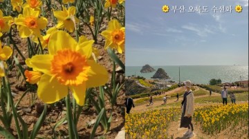 부산 꽃놀이 오륙도 해맞이공원 수선화 & 유채꽃 명소