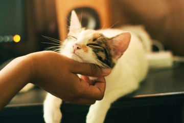픽미픽미♥ 고양이를 사로잡는 인기 짱이 되는 방법