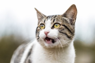 고양이 구내염? 대표적인 치과 질병 알아보기