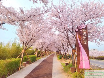 [부산 명소/ 부산 가볼만한곳] 벚꽃 명소로 유명한~ 대저생태공원: 강서낙동강변30리벚꽃길