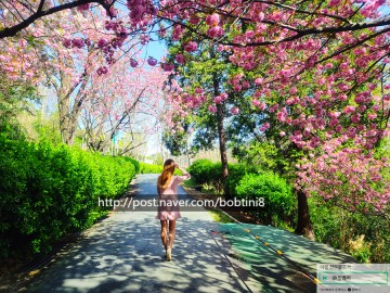 [부산 명소/ 부산 가볼만한곳] 부산 지금당장 가야할 꽃놀이 명소! 부산민주공원: 겹벚꽃