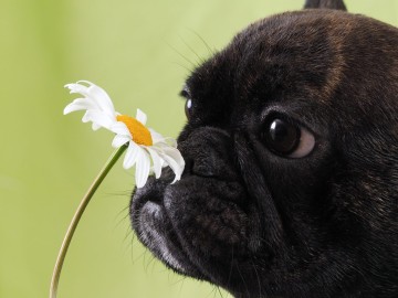 개가 싫어하는 냄새 종류 5가지 - 이런 냄새는 피해주세요!