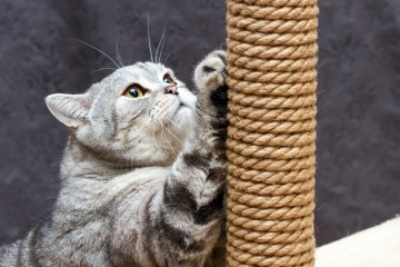 고양이 발톱 긁기, 스크래칭하는 이유 5가지
