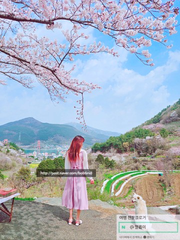[남해 명소/ 남해 가볼만한곳] 남해 벚꽃놀이 여행~ 남해 벚꽃명소! 핫플 인생샷:노량공원