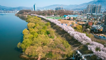 2024 벚꽃축제 양평 갈산 누리봄 축제 봄축제 4월 꽃구경 여행
